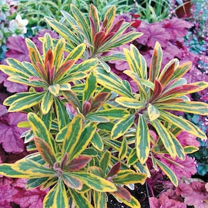 Euphorbia ascot rainbow Starter Plant (ALL STARTER PLANTS require you to purchase 2 plants!)