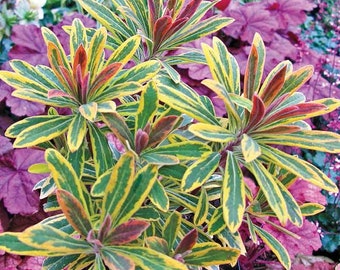 Euphorbia ascot rainbow Starter Plant (ALL STARTER PLANTS require you to purchase 2 plants!)