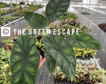 Alocasia dragon scale 4” pot (ALL PLANTS require you to purchase 2 plants!)
