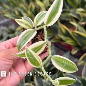 Super variegated vanilla orchid starter plant (ALL STARTER PLANTS require you to purchase 2 plants!)