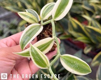 Super variegated vanilla orchid starter plant (ALL STARTER PLANTS require you to purchase 2 plants!)