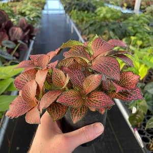 Pink fittonia nerve plant 4 pot ALL PLANTS require you to purchase 2 plants image 2