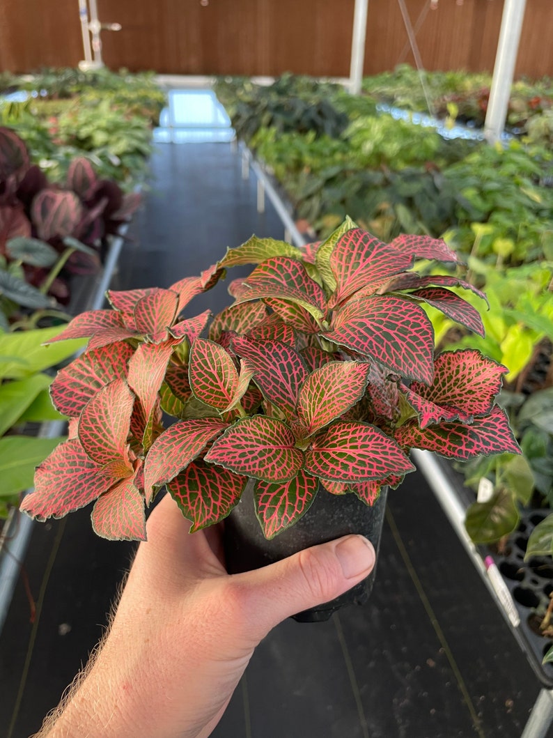 Pink fittonia nerve plant 4 pot ALL PLANTS require you to purchase 2 plants image 2