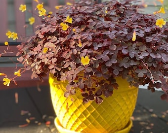 Oxalis Zinfandel Starter Plant (ALL STARTER PLANTS require you to purchase 2 plants!)