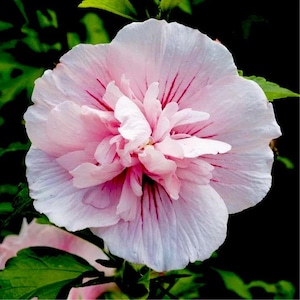 Pink chiffon hibiscus Starter Plant (ALL STARTER PLANTS require you to purchase 2 plants!)