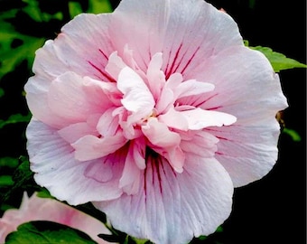 Pink chiffon hibiscus Starter Plant (ALL STARTER PLANTS require you to purchase 2 plants!)