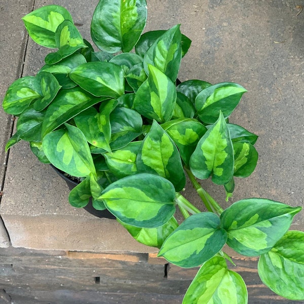 Global green pothos Starter Plant (ALL STARTER PLANTS require you to purchase 2 plants!)