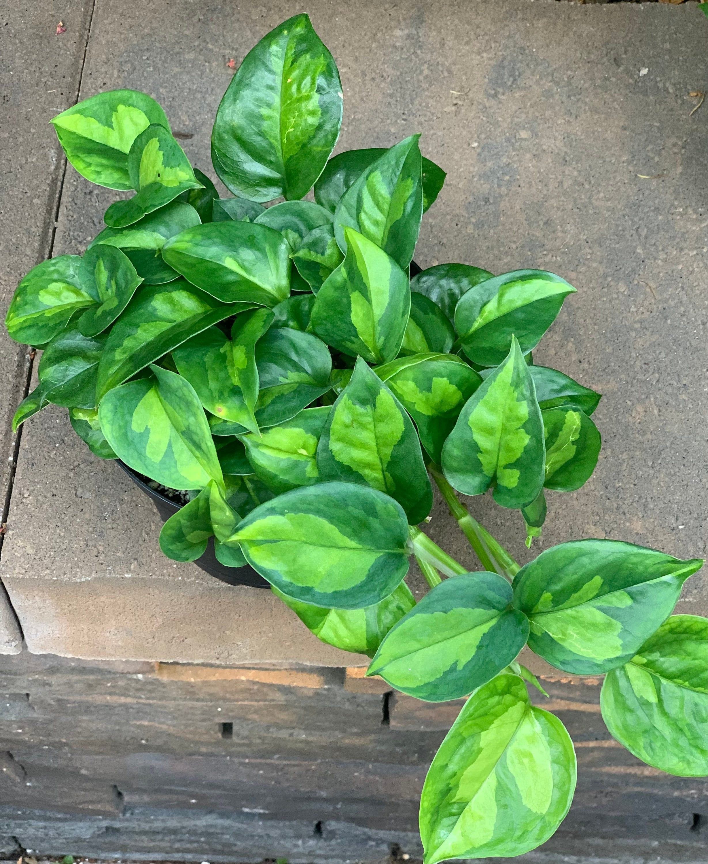 Global Green Pothos Starter Plant ALL STARTER PLANTS Require You