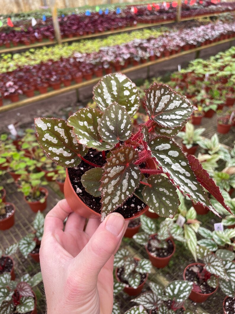 TheGreenEscape Begonia Betsy