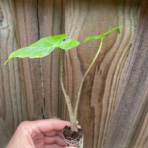 Alocasia Portora portadora Starter Plant ALL STARTER PLANTS require you to purchase 2 plants image 4