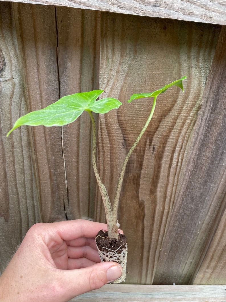 Alocasia Portora portadora Starter Plant ALL STARTER PLANTS require you to purchase 2 plants image 4