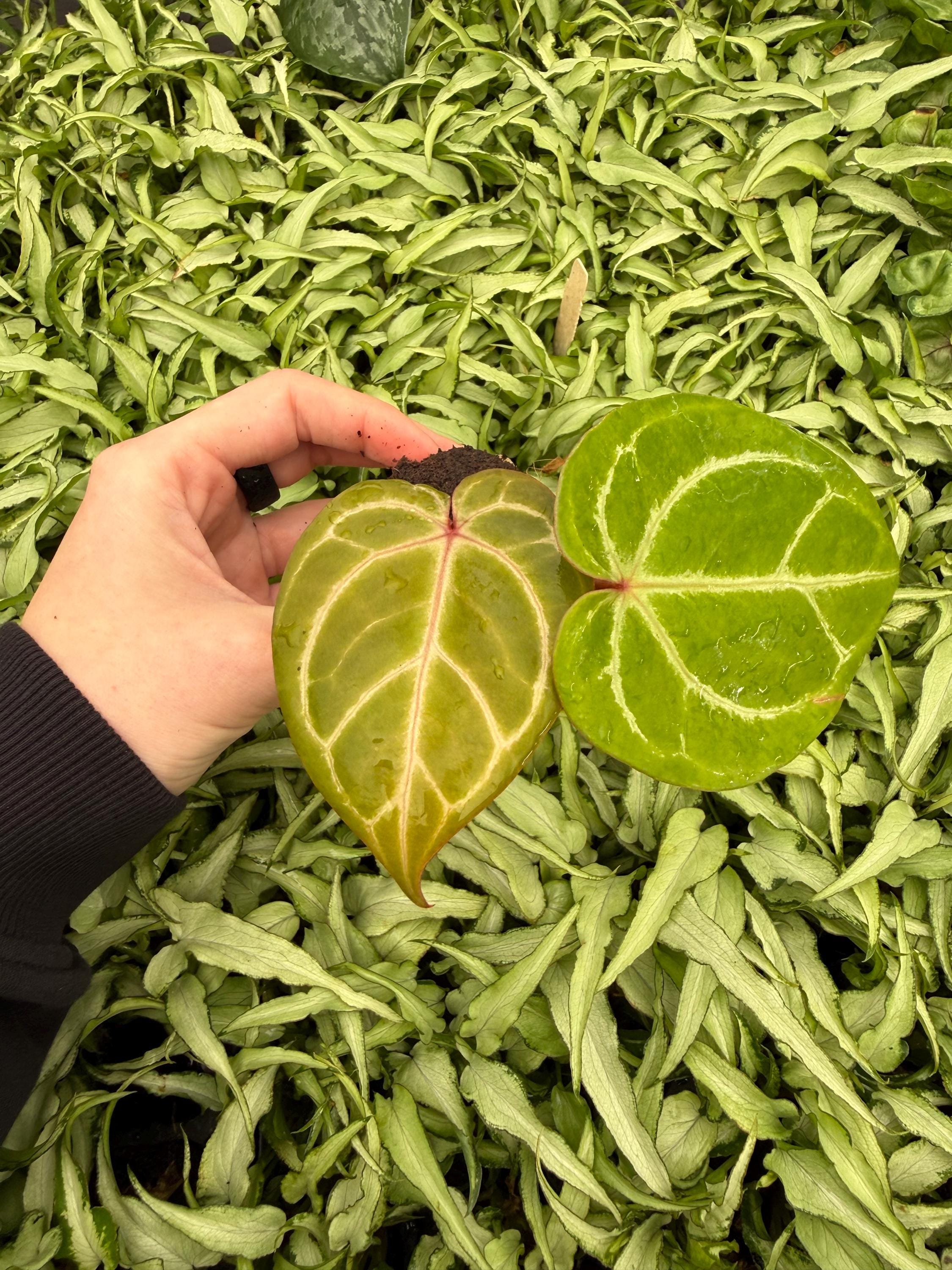 Seed Grown Anthurium Hoffmanii X Red King of Spades Starter Plant