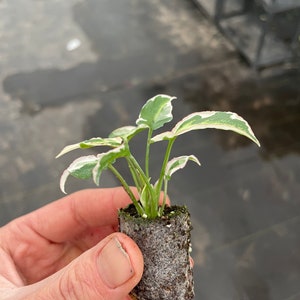 Syngonium Starlite Starter Plant ALL STARTER PLANTS require you to purchase 2 plants image 6