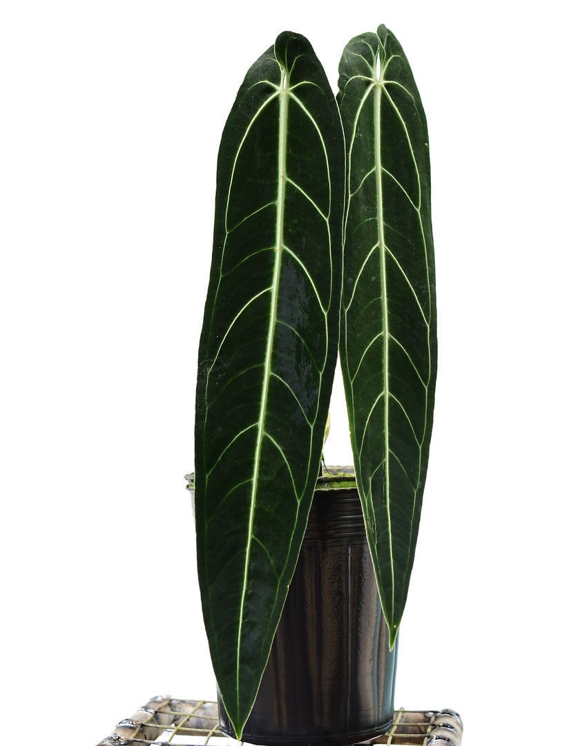 Anthurium Warocqueanum dark and narrow form Starter Plant Anthurium Warocqueanum dark and narrow form Starter Plant
