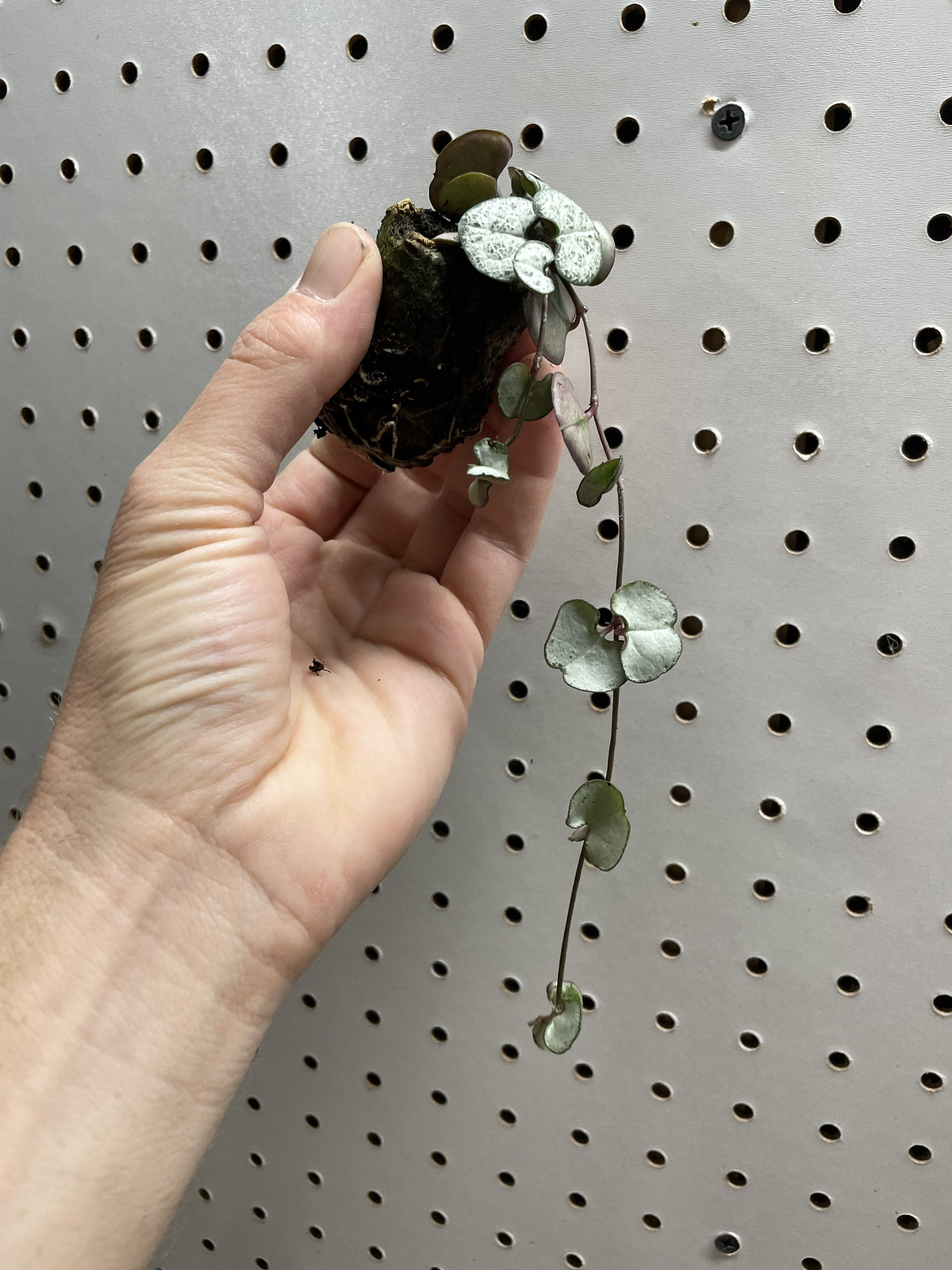 Silver Glory String of Hearts Starter Plant ALL STARTER Etsy