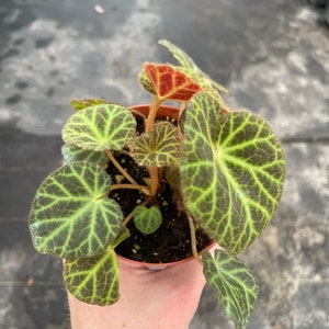 Begonia klemmei 4” pot (ALL PLANTS require you to purchase 2 plants!)