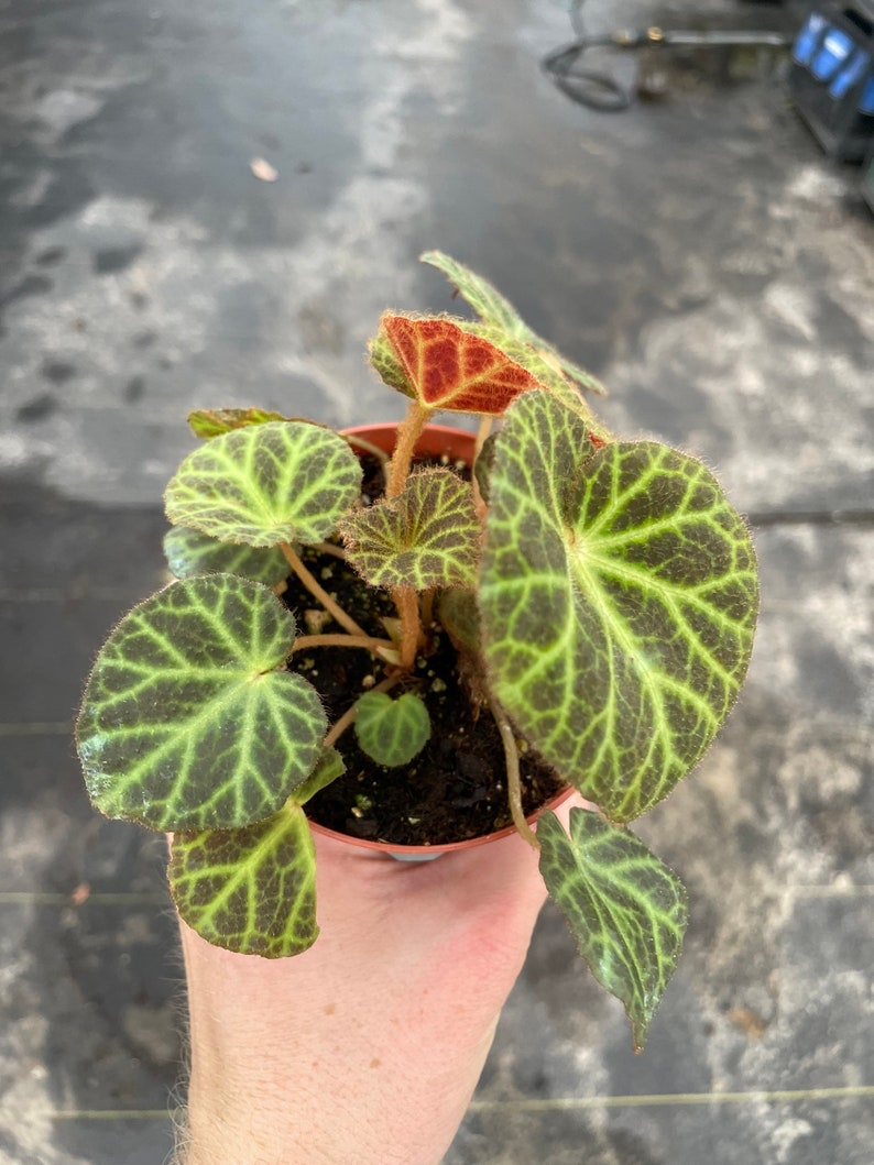 Begonia klemmei 4 pot ALL PLANTS require you to purchase 2 plants image 1