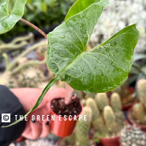 Pot d'Alocasia Stingray de 2 po. (TOUTES LES PLANTES nécessitent l'achat de 2 plantes !)