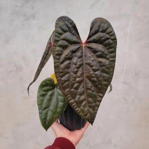 Anthurium Ace of Spades X Luxurians - Etsy