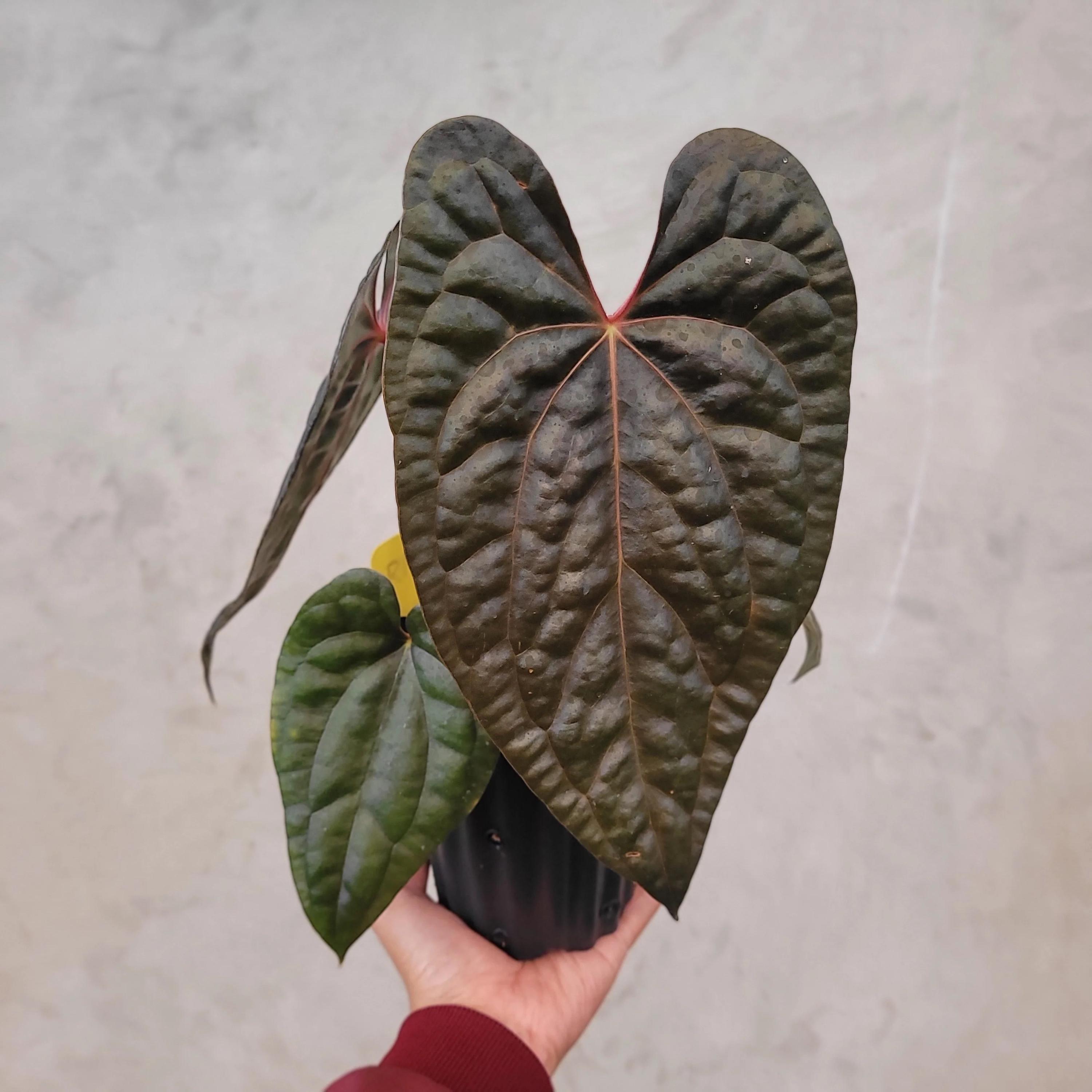 s*b様 Anthurium luxurians × Ace of Spades 𝘈𝘯𝘵𝘩𝘶𝘳𝘪𝘶𝘮 𝘈𝘤𝘦 𝘰𝘧 𝘚𝘱𝘢𝘥𝘦𝘴 𝘹
