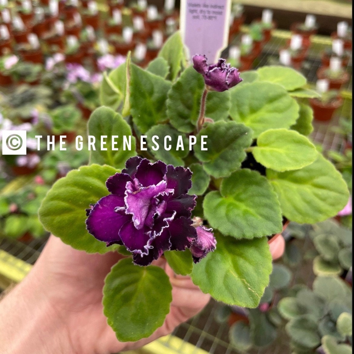 Scandal african violet starter plant (ALL Starter PLANTS require