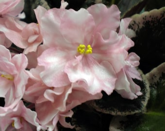 River mist Venus African violet starter plant (ALL Starter PLANTS require you to purchase 2 plants!)