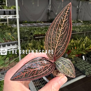Ludochilis “dominyi” (ludochilus x ludisia discolor) Starter Plant (ALL STARTER PLANTS require you to purchase 2 plants!)