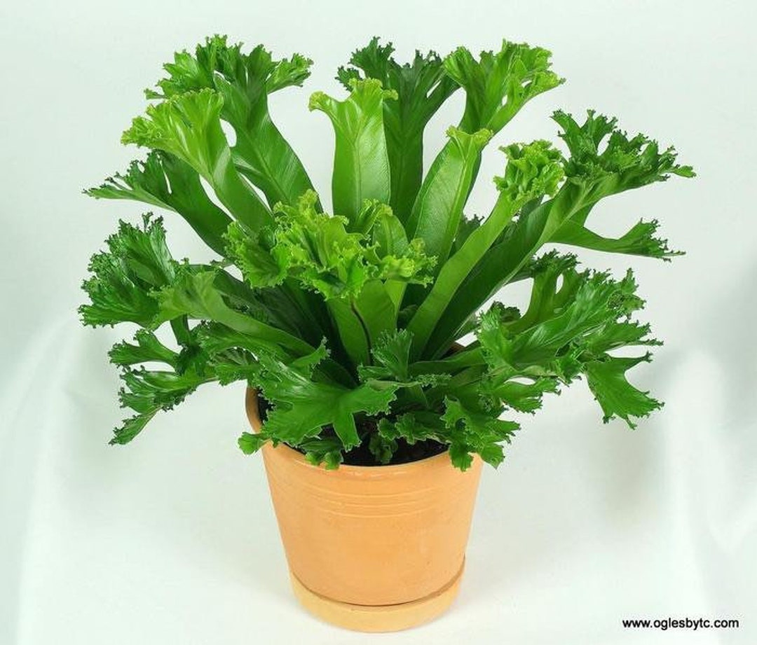Birds Nest leslie Fern Starter Plant (ALL STARTER PLANTS Require You to  Purchase 2 Plants!) - Etsy
