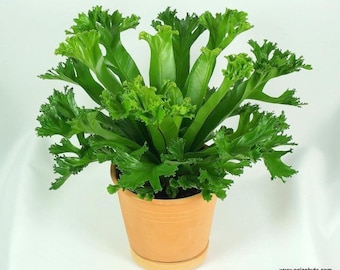 birds nest “Leslie” Fern Starter Plant (ALL STARTER PLANTS require you to purchase 2 plants!)