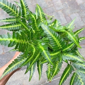 May include: A close-up of a green fern with yellow variegation. The fern has delicate, feathery fronds.