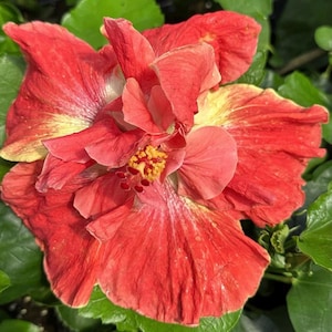 May include: Close-up of a vibrant red hibiscus flower with yellow and pink accents. The flower has multiple layers of petals and a prominent yellow stamen. Green leaves surround the flower, creating a natural backdrop. The image showcases the beauty of the tropical plant.