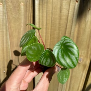 Peperomia Watermelon Starter Plant ALL STARTER PLANTS require you to purchase 2 plants image 7