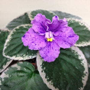 Buckeye country gal African violet starter plant (ALL Starter PLANTS require you to purchase 2 plants!)