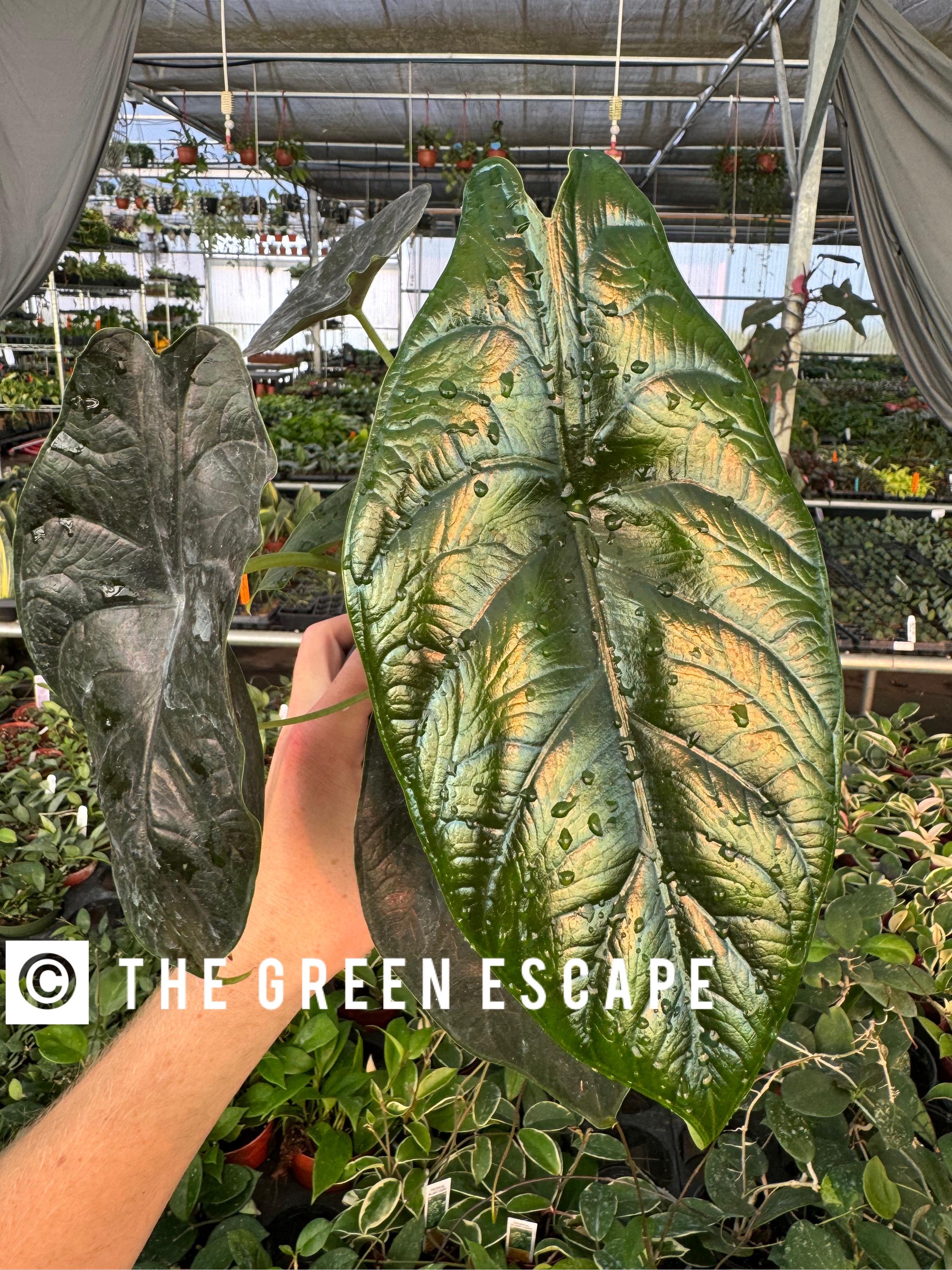 Alocasia Green Unicorn (azlanii X Dragon Scale) 4” Pot (ALL PLANTS