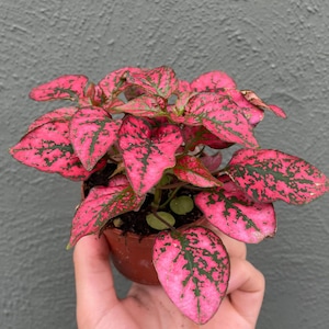 Hypoestes red (polka dot plant) Starter Plant (ALL STARTER PLANTS require you to purchase 2 plants!)