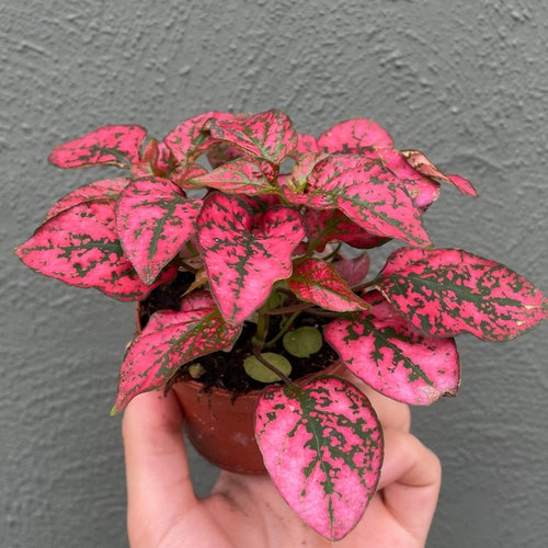 Aglaonema Wishes Starter Plant ALL STARTER PLANTS Require You - Etsy