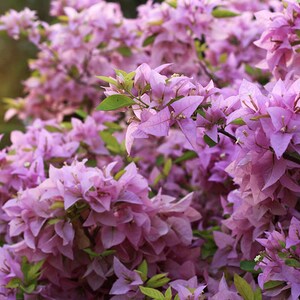 bougainvillea silhouette Starter Plant (ALL STARTER PLANTS require you to purchase 2 plants!)