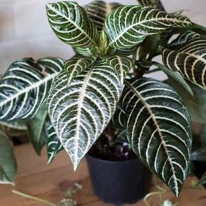 Aphelandra dania “zebra plant”  Starter Plant (ALL STARTER PLANTS require you to purchase 2 plants!)