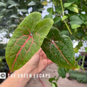 May include: Two green leaves with red veins and water droplets. The leaves are heart-shaped and have a hole in the center.