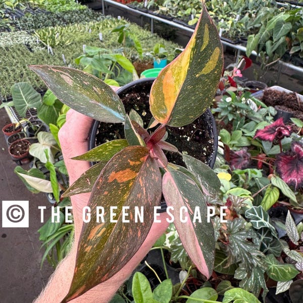 Philodendron Orange Princess Starter Plant (ALL STARTER PLANTS require you to purchase 2 plants!)