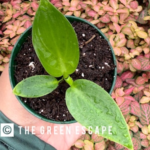 Philodendron Fat Boy Plant - Etsy