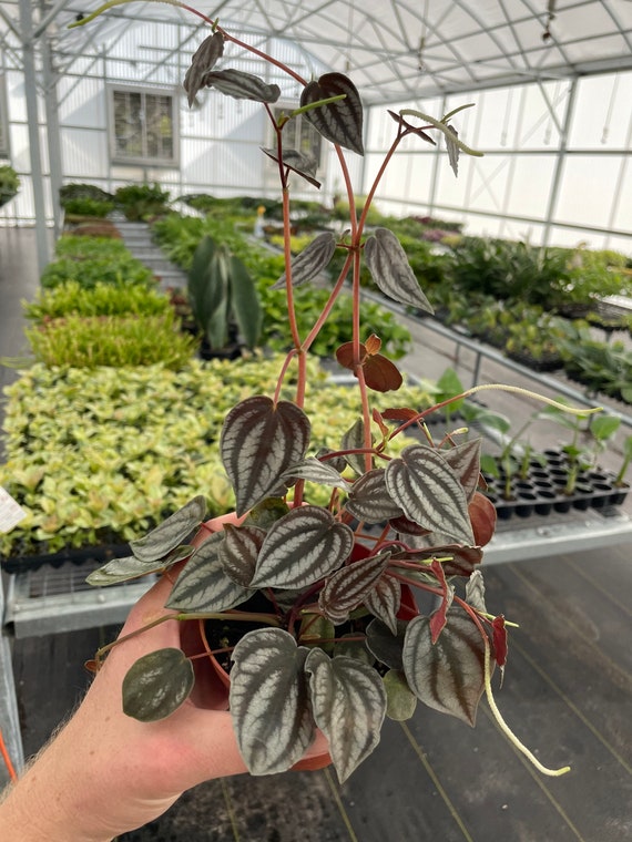Choosing the Perfect Plants for Your Terrarium