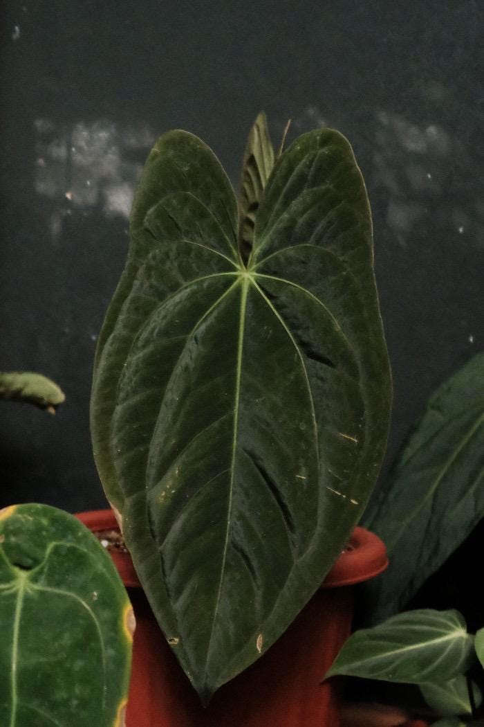 Anthurium Dark Phoenix - Etsy Anthurium Dark Phoenix - Etsy