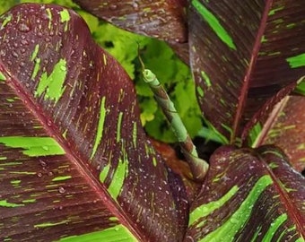 Siam ruby banana Starter Plant (ALL STARTER PLANTS require you to purchase 2 plants!)