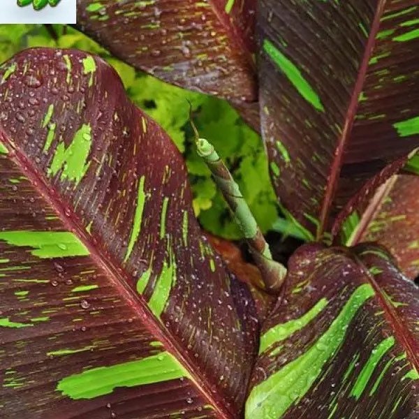 Siam ruby banana Starter Plant (ALL STARTER PLANTS require you to purchase 2 plants!)