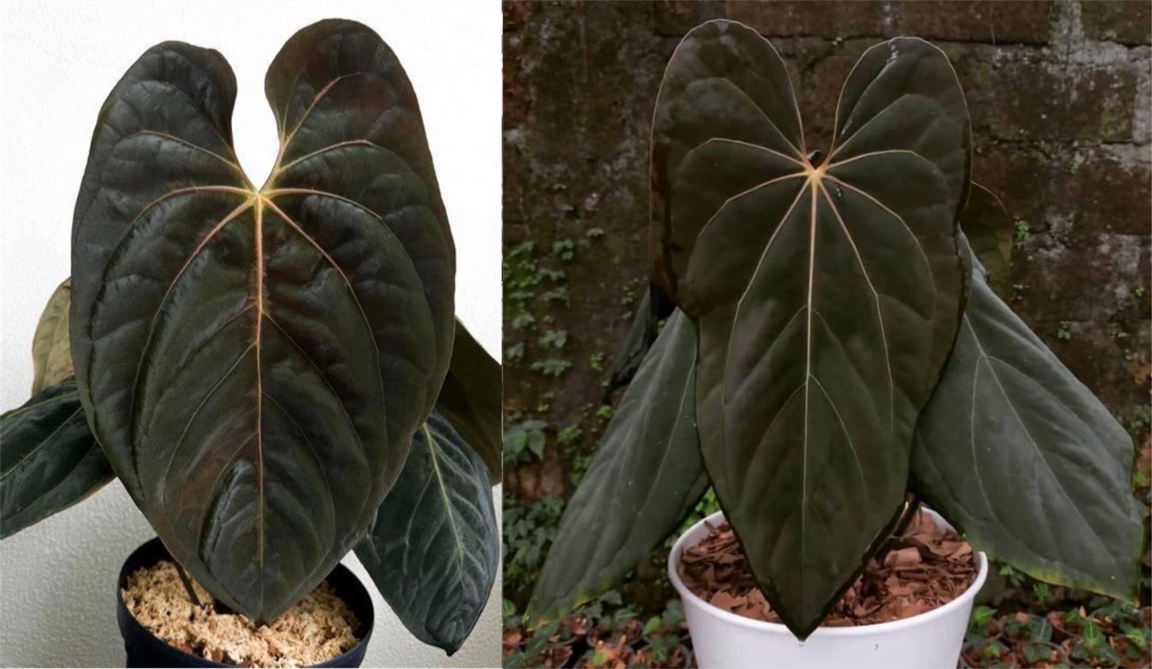 Anthurium Portillae X - Etsy