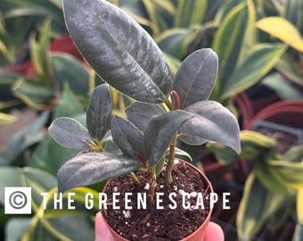Ficus Elastica Burgundy "Rubber tree" 2” pot (ALL PLANTS require you to purchase 2 plants!)
