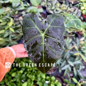 Alocasia Mayan mask Starter Plant (ALL STARTER PLANTS require you to purchase 2 plants!)