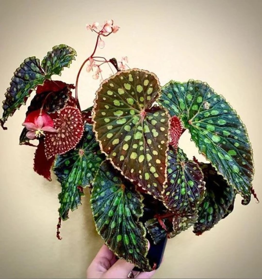Begonia Chlorosticta Red Vein Starter Plant ALL STARTER PLANTS Require