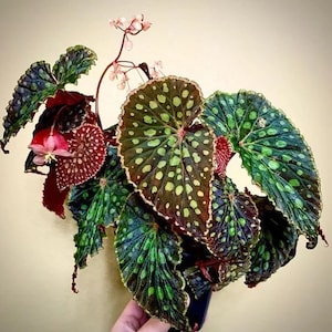 Begonia Chlorosticta red vein Starter Plant (ALL STARTER PLANTS require you to purchase 2 plants!)